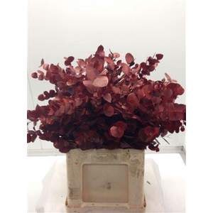 Eucal dyed Cinerea RED