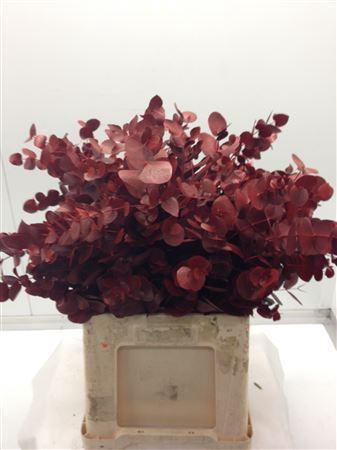 <h4>EUCALYPTUS CINEREA DYED RED</h4>