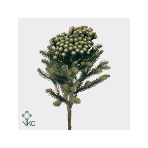 Kaaps Brunia Albiflora Geverfd