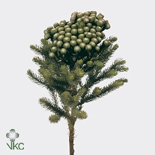 <h4>Kaaps Brunia Albiflora Gekleurd</h4>