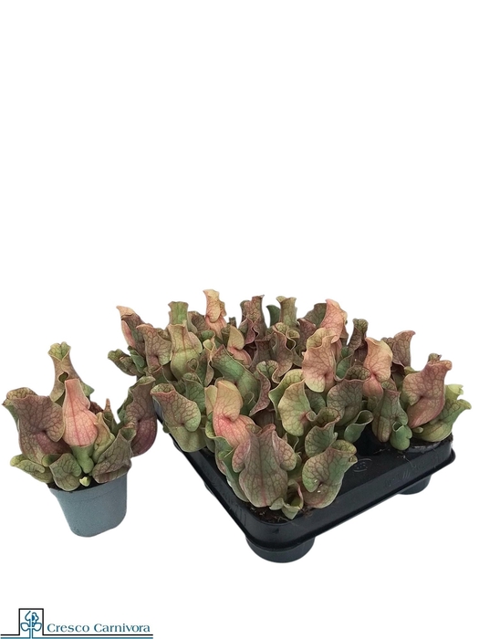 <h4>SARRACENIA OV</h4>