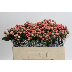 Hypericum Coco Tiamo