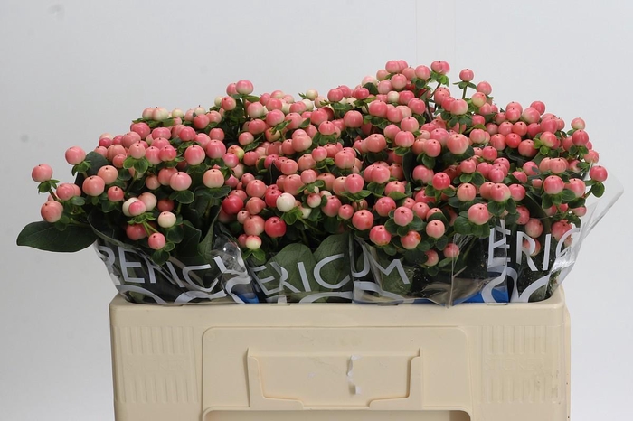 <h4>Hypericum Coco Tiamo</h4>