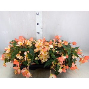 Begonia boliv. 'Angel Orange'