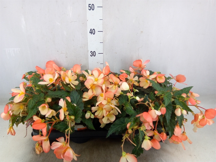 <h4>Begonia boliv. 'Angel Orange'</h4>