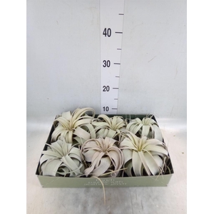 Tillandsia xerographica