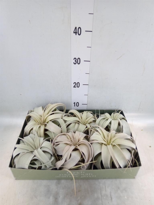 <h4>Tillandsia xerographica</h4>
