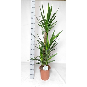 YUCCA