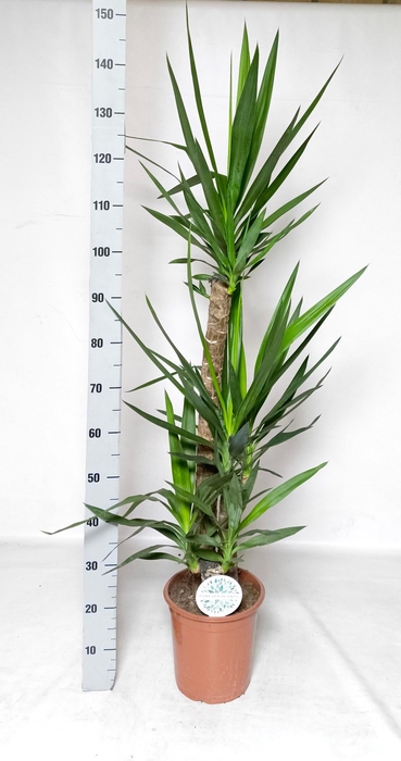 <h4>YUCCA</h4>