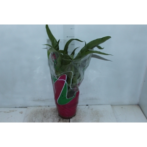 ASPLENIUM OSAKA LISO P19