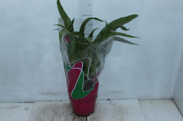 ASPLENIUM OSAKA LISO P19