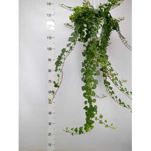 Hedera helix 'Wonder'