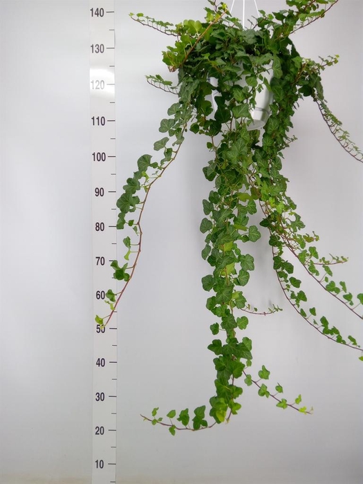 <h4>Hedera helix 'Wonder'</h4>