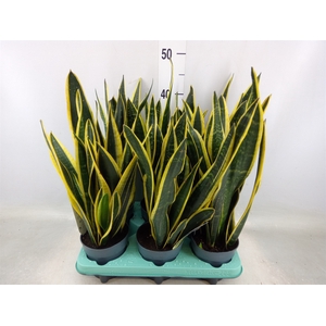 Sansevieria trifa. 'Black Gold'