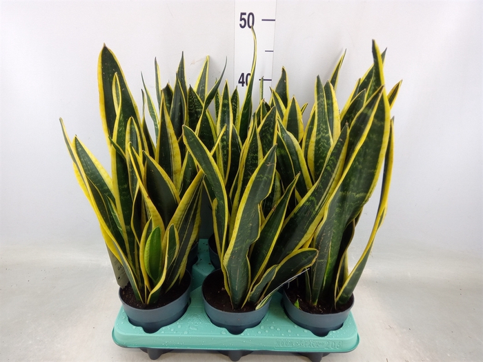 <h4>Sansevieria trifa. 'Black Gold'</h4>