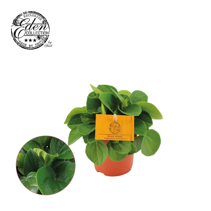 Peperomia Rana Verde P10,5