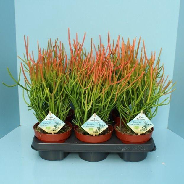 <h4>Bio Euphorbia tirucalli stramineus 50-STRAM13</h4>