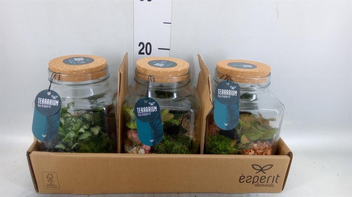 <h4>Arr.    Planten  H%</h4>