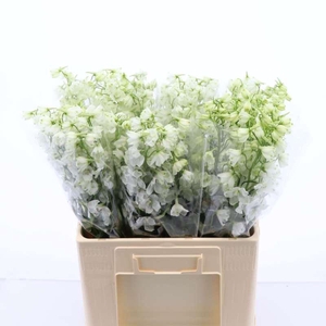 Delphinium Single Magical Bianca