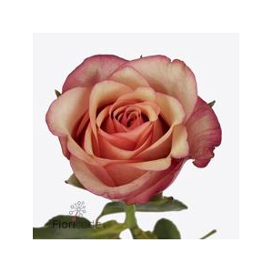 Rosa large vintage