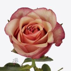 <h4>Rosa large vintage</h4>