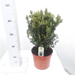 Buxus sempervirens 30-40cm struik extra