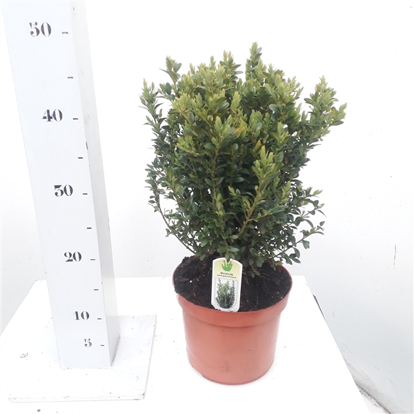 <h4>Buxus sempervirens 30-40cm struik extra</h4>