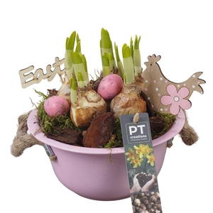 Arr.  Narcissus Tete Tete L%