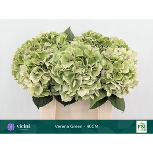 Hydrangea  'Verena'  CL