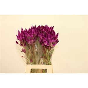Cel A Celway Purple