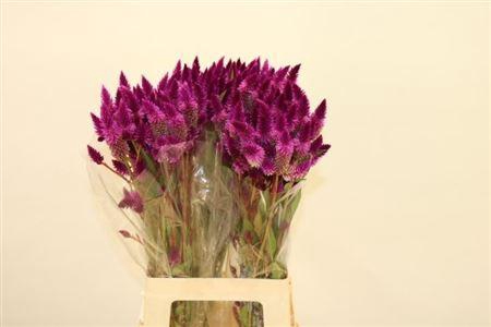<h4>Cel A Celway Purple</h4>