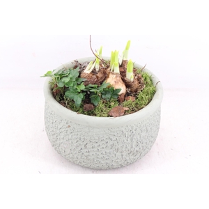 arr4 Narcis PL - Barok green 401/2