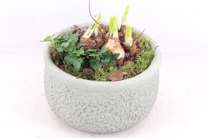 <h4>arr4 Narcis PL - Barok green 401/2</h4>