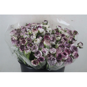 Ran Elegance Cappucino