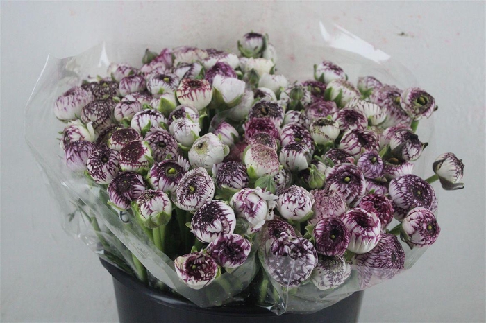 <h4>Ran Elegance Cappucino</h4>