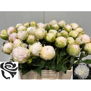 PAEO L PUFFED COTTON
