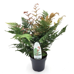 Dryopteris erythrosora