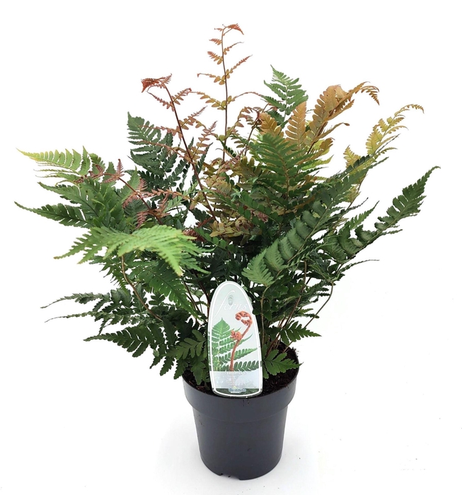 <h4>Dryopteris erythrosora</h4>