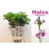 Snijbloemen Ov Malva Sylestris