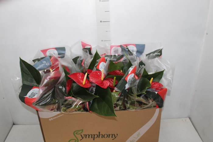 <h4>ANTHURIUM RED SUCCESS P15</h4>