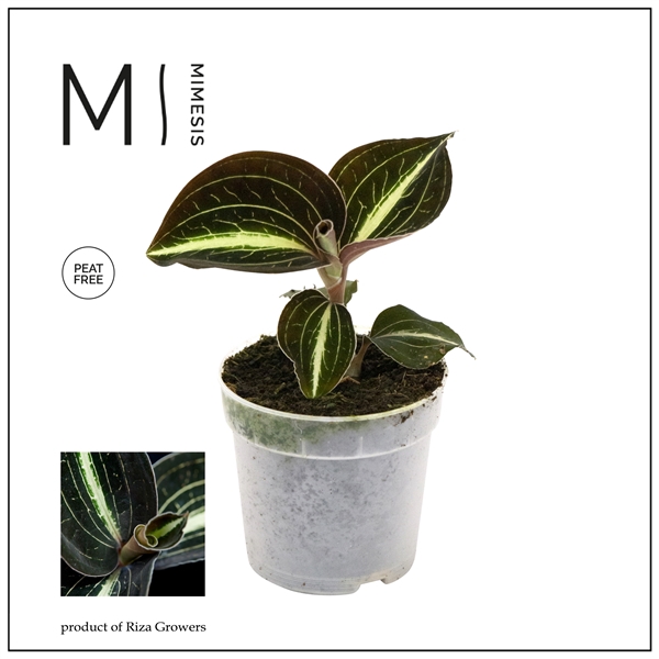 <h4>Mimesis Jewel Orchid KARMA Anoectochilus Moonstone - 7cm</h4>