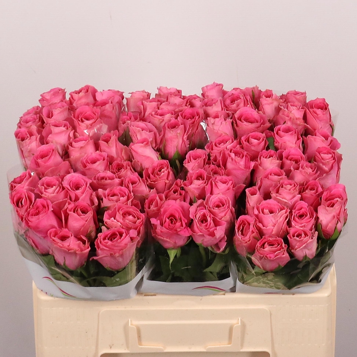 <h4>R GR WATERGAME</h4>