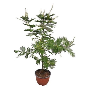Acacia Mimosa Daelbata Bonsai