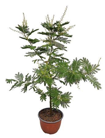 <h4>Acacia Mimosa Daelbata Bonsai</h4>