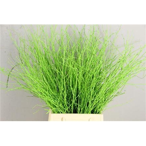 Berk Appelgroen Kort