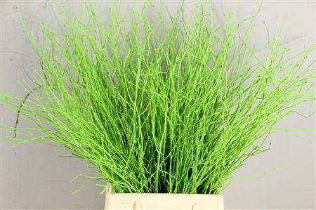 <h4>Berk Appelgroen Kort</h4>