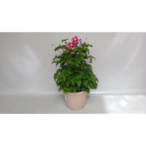 Anemone hybrida 'Mont-rose'
