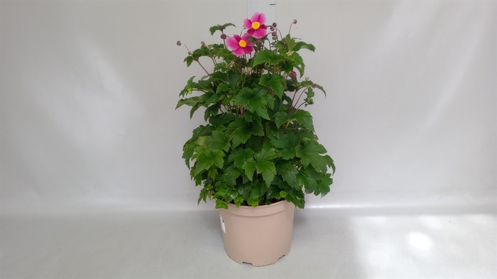 <h4>Anemone hybrida 'Mont-rose'</h4>