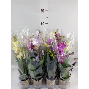 Phalaenopsis multi.   ...