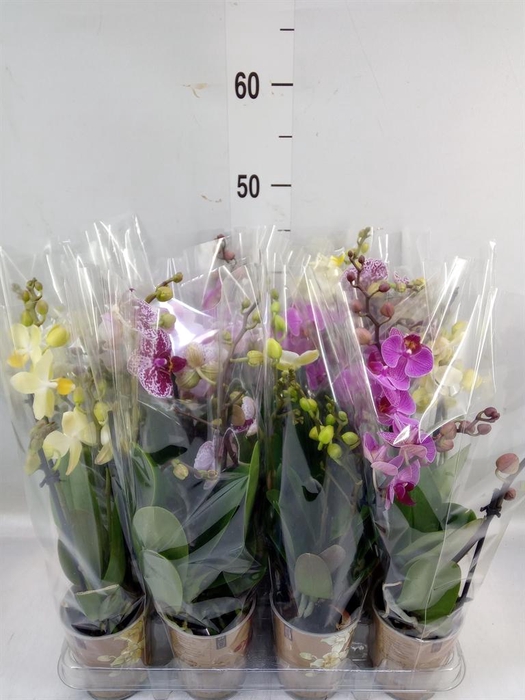 <h4>Phalaenopsis multi.   ...</h4>